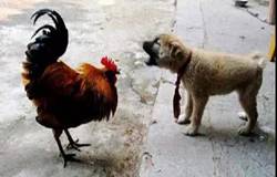 ���ﹷһҹҧ������900ֻ�u �u�C��©��Ҫ��p��؟��δ�@֧��